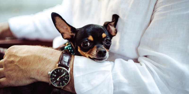 Pets and mental health