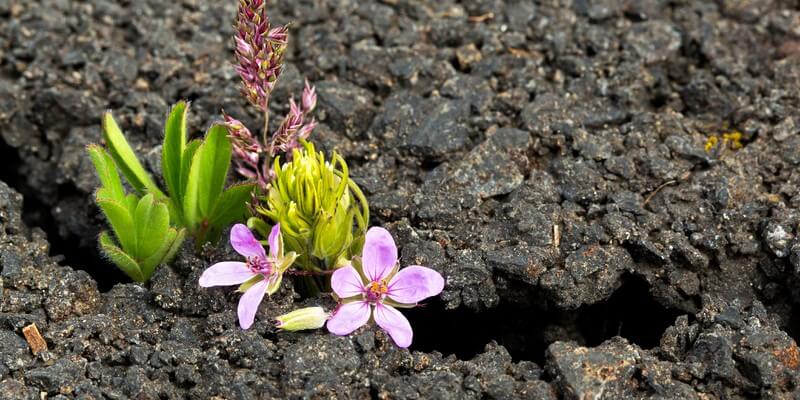 post-traumatic-growth